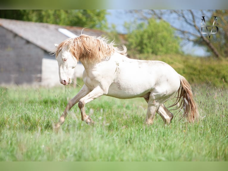 PRE Mestizo Caballo castrado 3 años 160 cm Cremello in Deauville