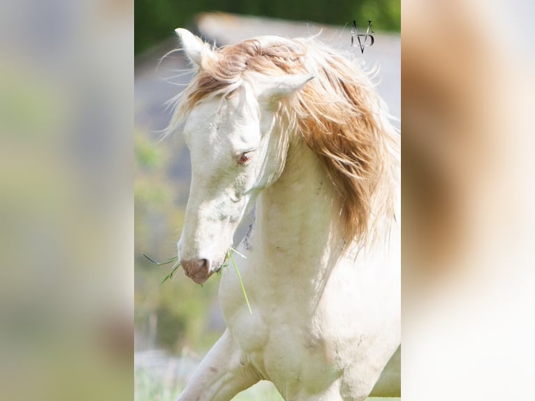 PRE Mestizo Caballo castrado 3 años 160 cm Cremello in Deauville