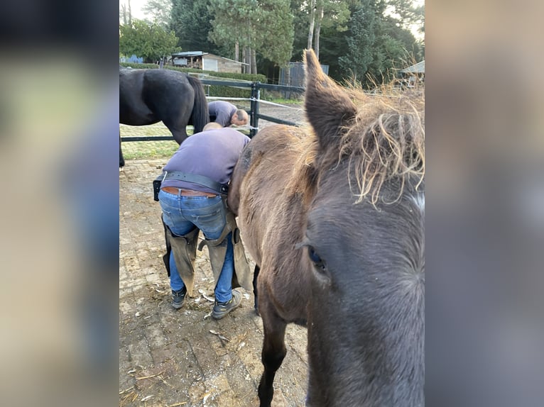 PRE Mestizo Caballo castrado 3 años 160 cm Morcillo in M&#xF6;nchengladbach