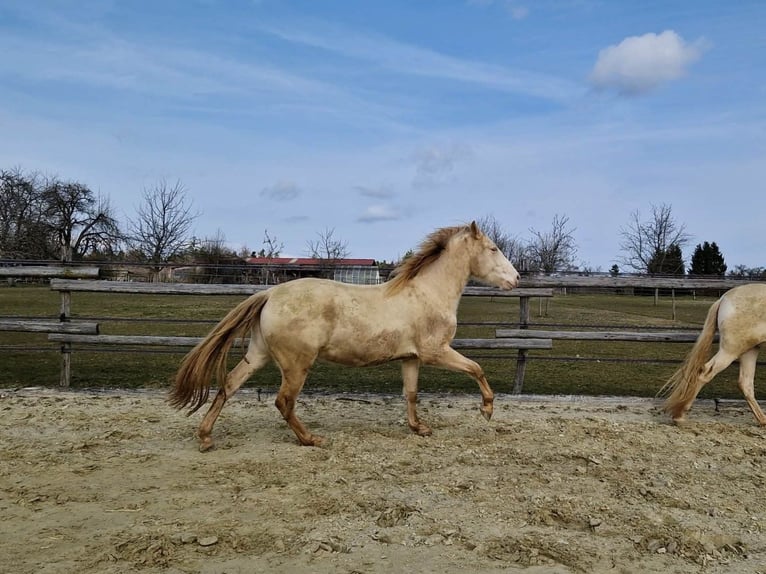 PRE Caballo castrado 3 años 160 cm Perlino in Balingen