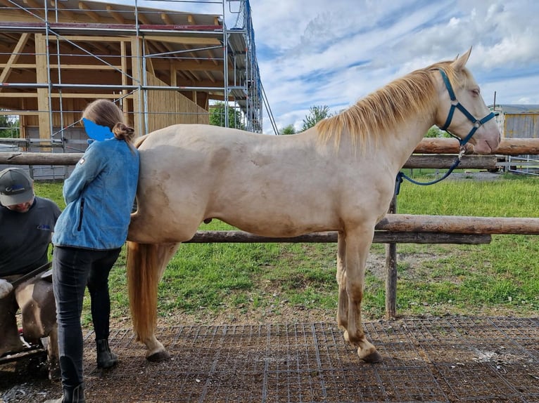 PRE Caballo castrado 3 años 160 cm Perlino in Balingen
