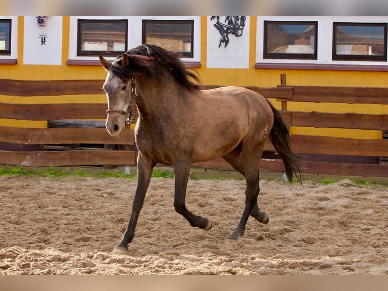 PRE Caballo castrado 3 años 160 cm Tordo in Brandis PRE Caballo castrado 3 años 160 cm Tordo in Brandis