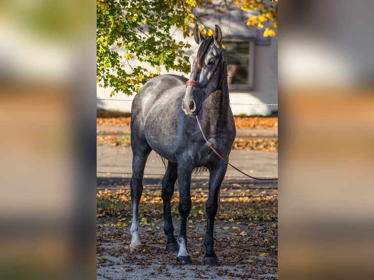 PRE Caballo castrado 3 años 160 cm Tordo in Schwäbisch Gmünd