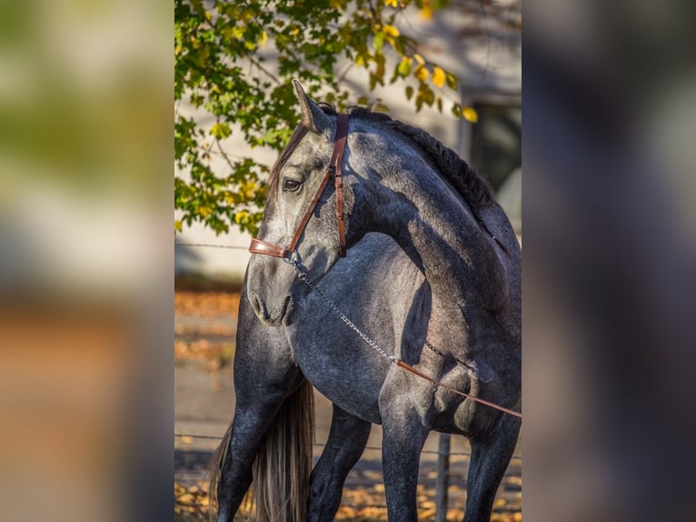 PRE Caballo castrado 3 años 160 cm Tordo in Schwäbisch Gmünd