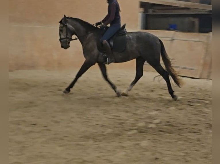 PRE Caballo castrado 3 años 160 cm Tordo in Schwäbisch Gmünd