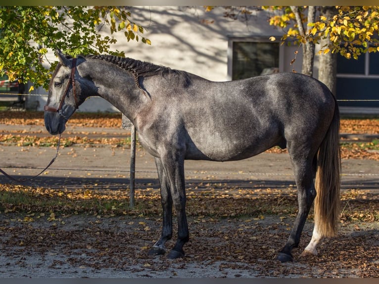 PRE Caballo castrado 3 años 160 cm Tordo in Schwäbisch Gmünd