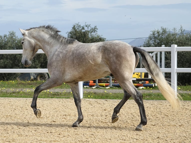 PRE Caballo castrado 3 años 160 cm Tordo in Coín, Málaga