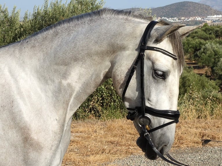 PRE Caballo castrado 3 años 160 cm Tordo in Coín, Málaga