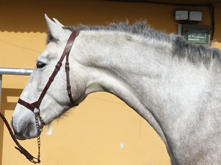 PRE Caballo castrado 3 años 160 cm Tordo in Coín, Málaga