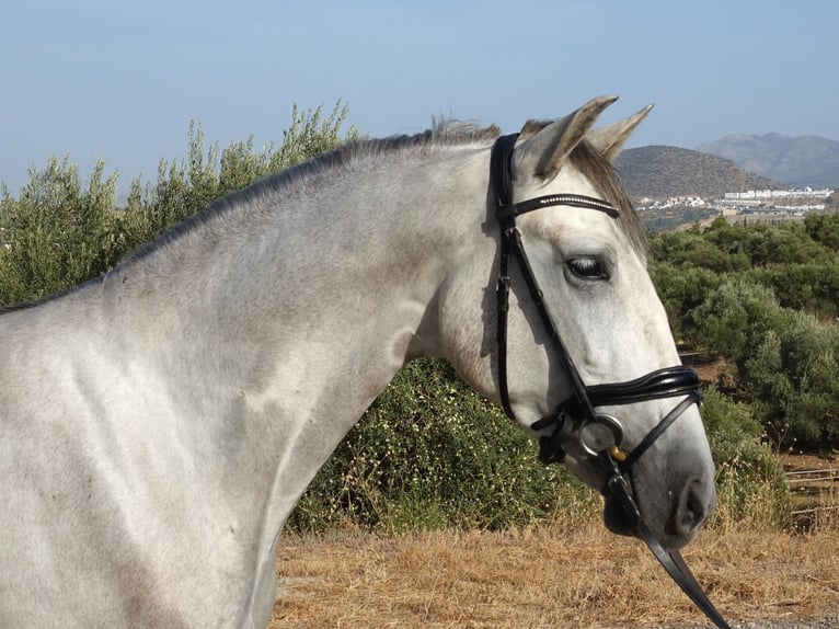 PRE Caballo castrado 3 años 160 cm Tordo in Coín, Málaga