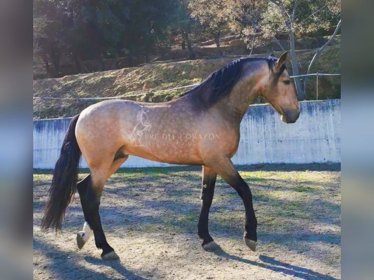 PRE Mestizo Caballo castrado 3 años 160 cm Tordo rodado in Hamburg