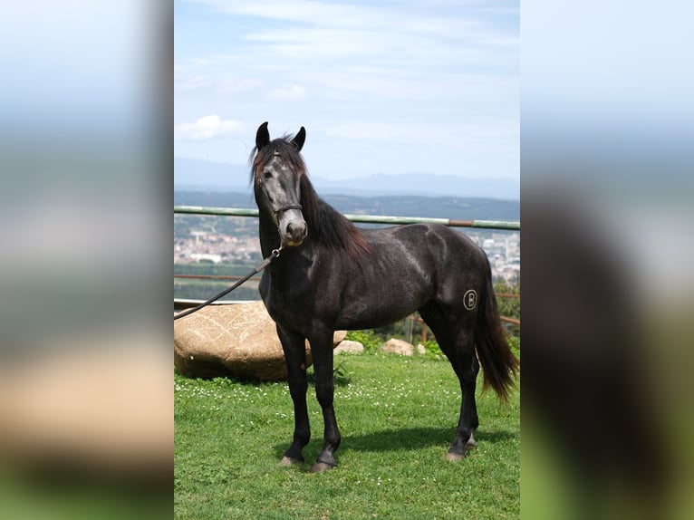 PRE Mestizo Caballo castrado 3 años 160 cm Tordo rodado in Hamburg