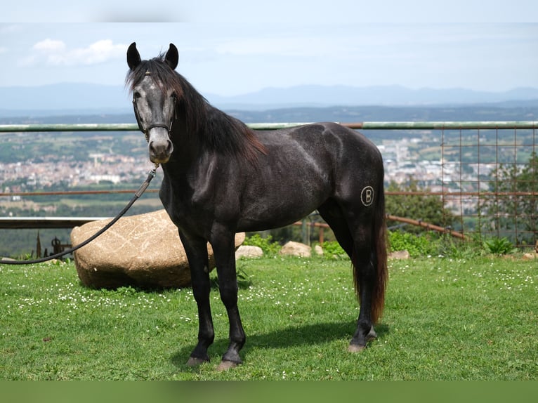 PRE Mestizo Caballo castrado 3 años 160 cm Tordo rodado in Hamburg