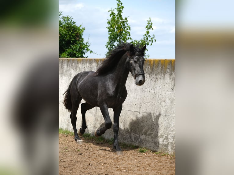 PRE Mestizo Caballo castrado 3 años 160 cm Tordo rodado in Hamburg