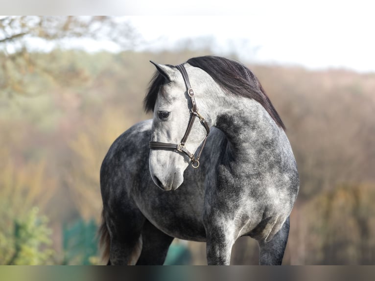 PRE Mestizo Caballo castrado 3 años 160 cm Tordo rodado in Windhagen