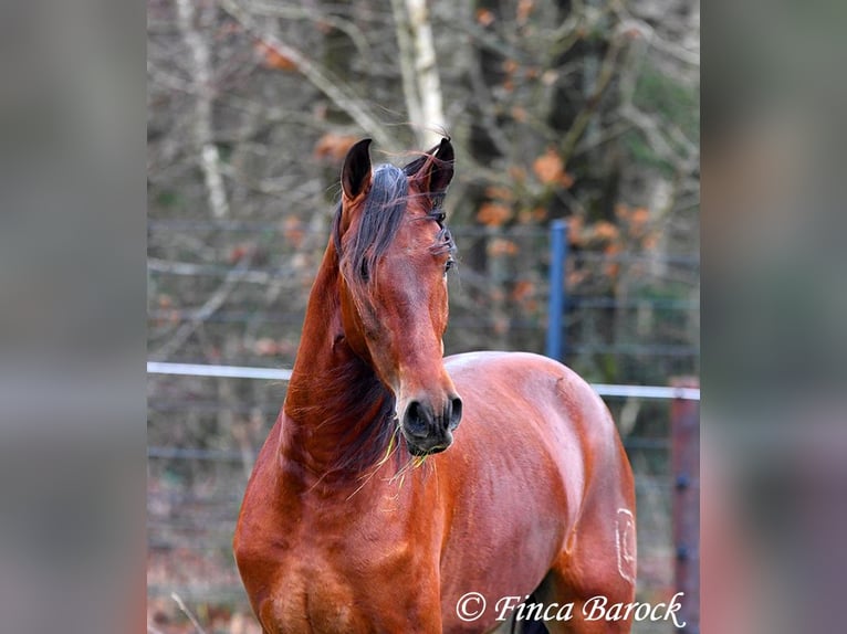 PRE Mestizo Caballo castrado 3 años 161 cm Castaño in Wiebelsheim