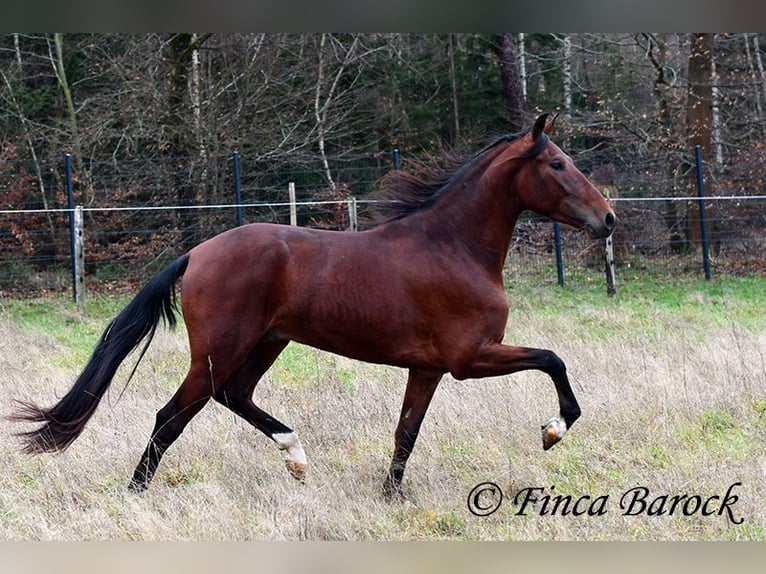 PRE Mestizo Caballo castrado 3 años 161 cm Castaño in Wiebelsheim