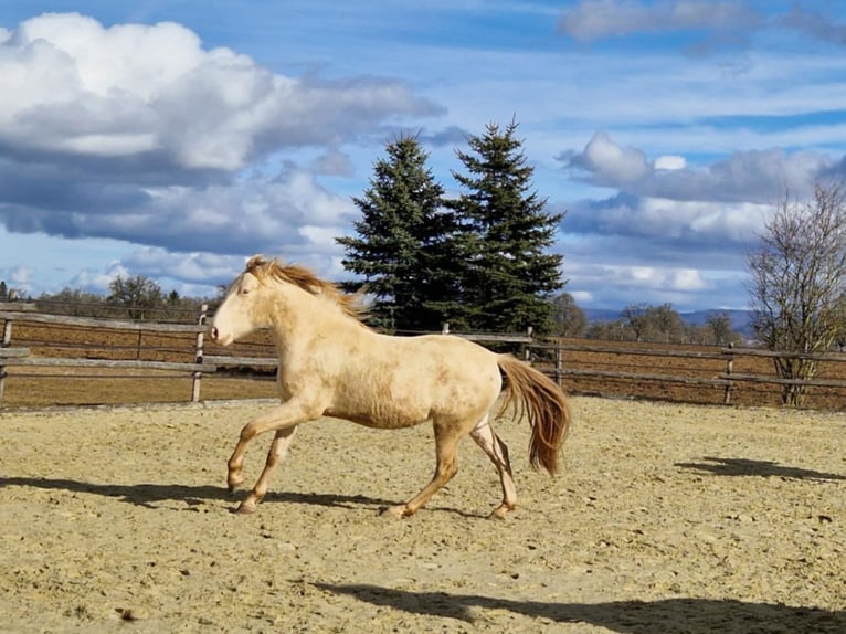 PRE Mestizo Caballo castrado 3 años 161 cm Perlino in Balingen