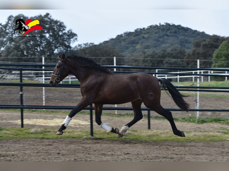 PRE Mestizo Caballo castrado 3 años 162 cm Castaño in El Real De La Jara, Sevilla