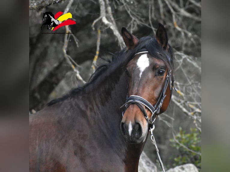 PRE Mestizo Caballo castrado 3 años 162 cm Castaño in El Real De La Jara, Sevilla