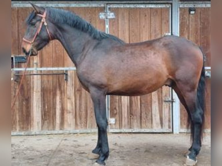 PRE Mestizo Caballo castrado 3 años 162 cm Castaño rojizo in Gijon