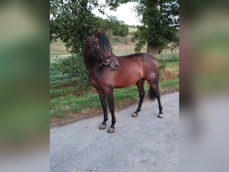 PRE Mestizo Caballo castrado 3 años 162 cm Castaño in Bad Mergentheim