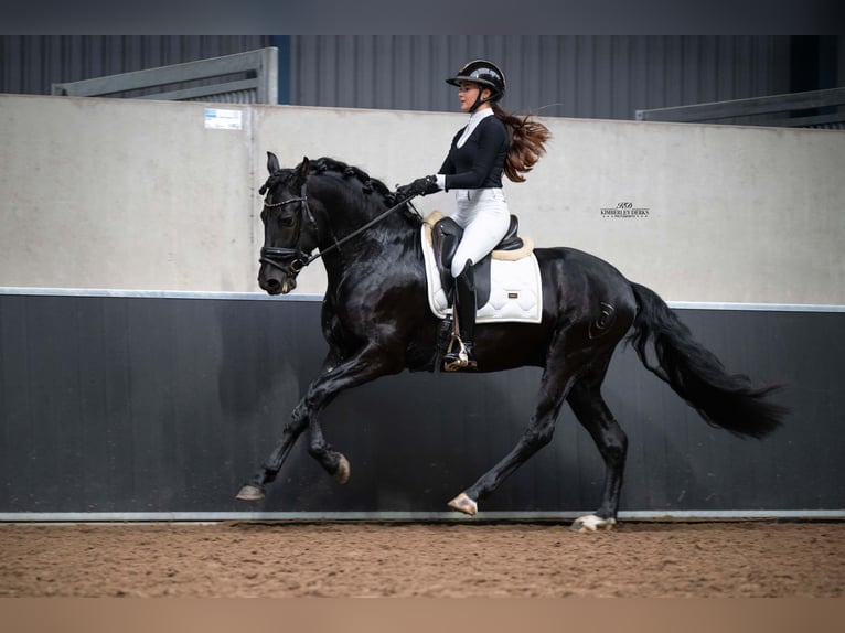PRE Mestizo Caballo castrado 3 años 162 cm Negro in Heemskerk
