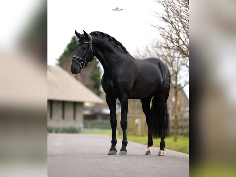 PRE Mestizo Caballo castrado 3 años 162 cm Negro in Heemskerk