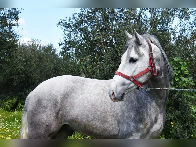 PRE Caballo castrado 3 años 162 cm Tordo in Provinz  Cordoba