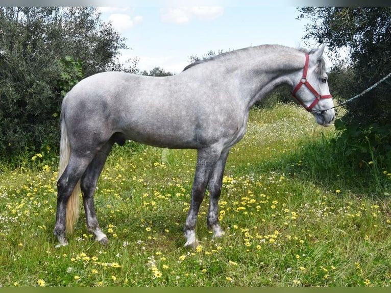 PRE Caballo castrado 3 años 162 cm Tordo in Provinz  Cordoba