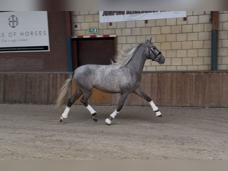PRE Mestizo Caballo castrado 3 años 162 cm Tordo rodado in Oud Gastel