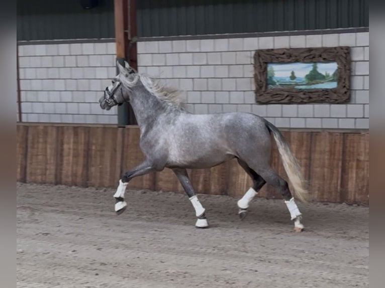 PRE Mestizo Caballo castrado 3 años 162 cm Tordo rodado in Oud Gastel