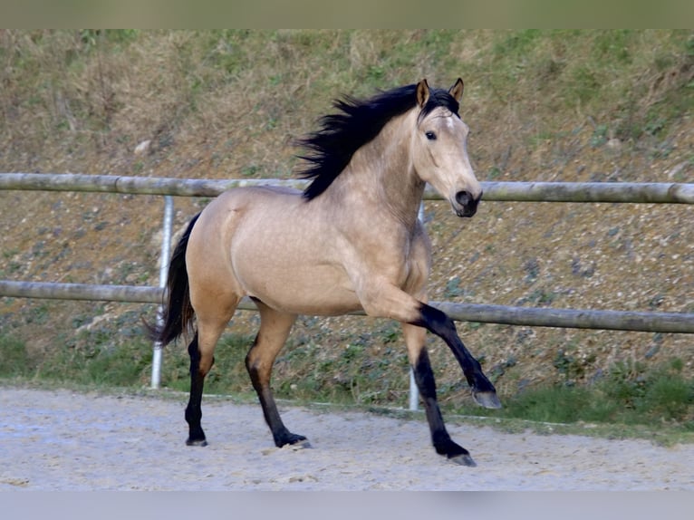 PRE Mestizo Caballo castrado 3 años 163 cm Bayo in Saint-Guen