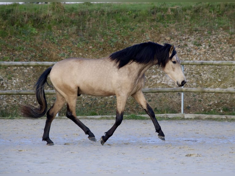 PRE Mestizo Caballo castrado 3 años 163 cm Bayo in Saint-Guen