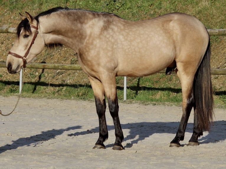 PRE Mestizo Caballo castrado 3 años 163 cm Bayo in Saint-Guen