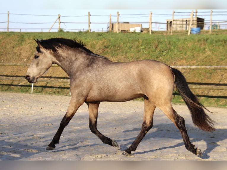 PRE Mestizo Caballo castrado 3 años 163 cm Bayo in Saint-Guen