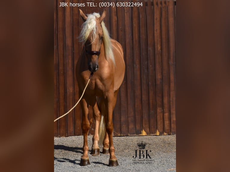 PRE Mestizo Caballo castrado 3 años 163 cm in Tabernas Almeria