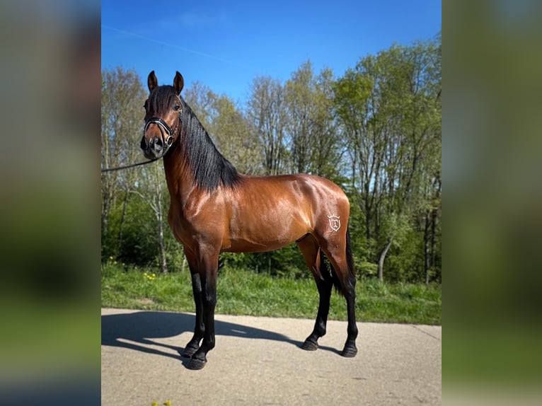 PRE Mestizo Caballo castrado 3 años 163 cm Castaño in Ammerzoden