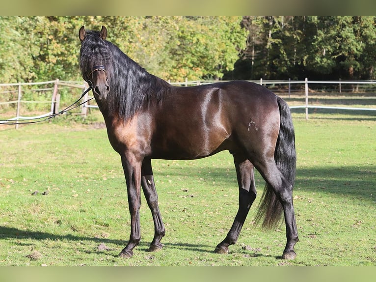 PRE Mestizo Caballo castrado 3 años 163 cm Negro in Hassendorf PRE Mestizo Caballo castrado 3 años 163 cm Negro in Hassendorf