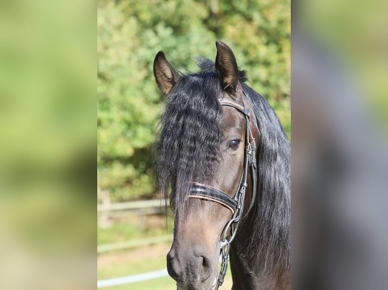 PRE Mestizo Caballo castrado 3 años 163 cm Negro in Hassendorf PRE Mestizo Caballo castrado 3 años 163 cm Negro in Hassendorf