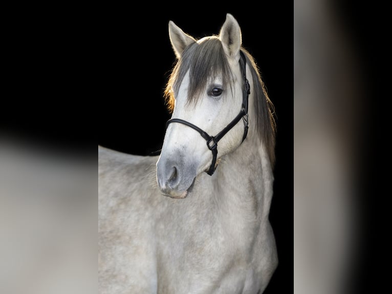 PRE Caballo castrado 3 años 163 cm Tordo in Gefrees