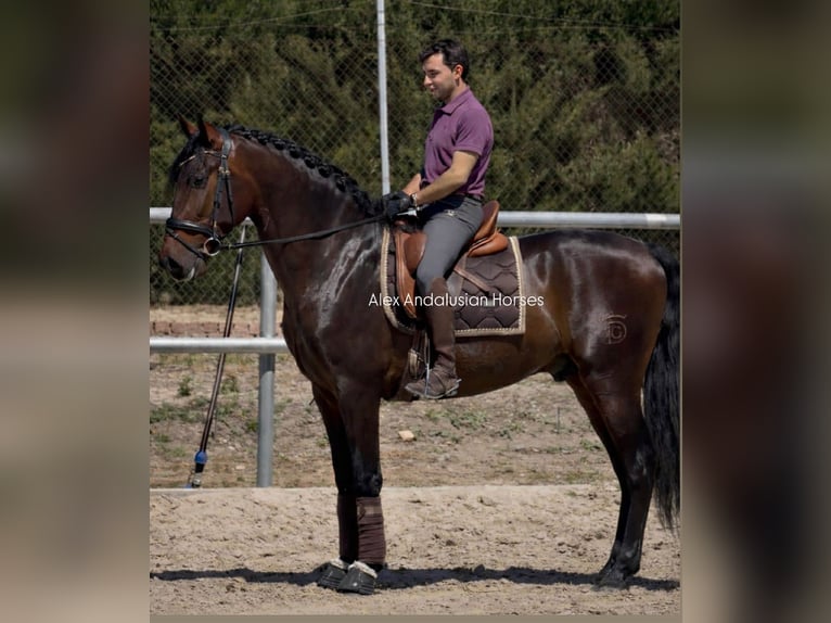 PRE Mestizo Caballo castrado 3 años 164 cm Castaño oscuro in Sevilla