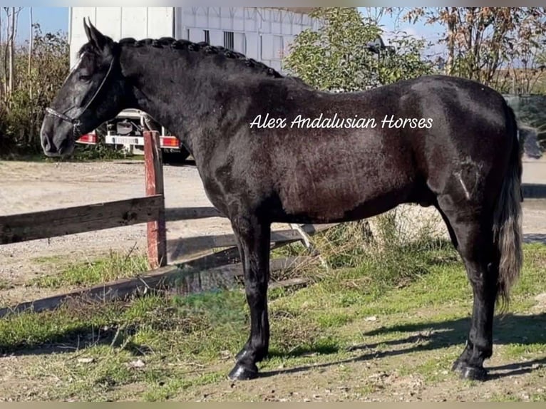 PRE Mestizo Caballo castrado 3 años 164 cm Tordo in Sevilla