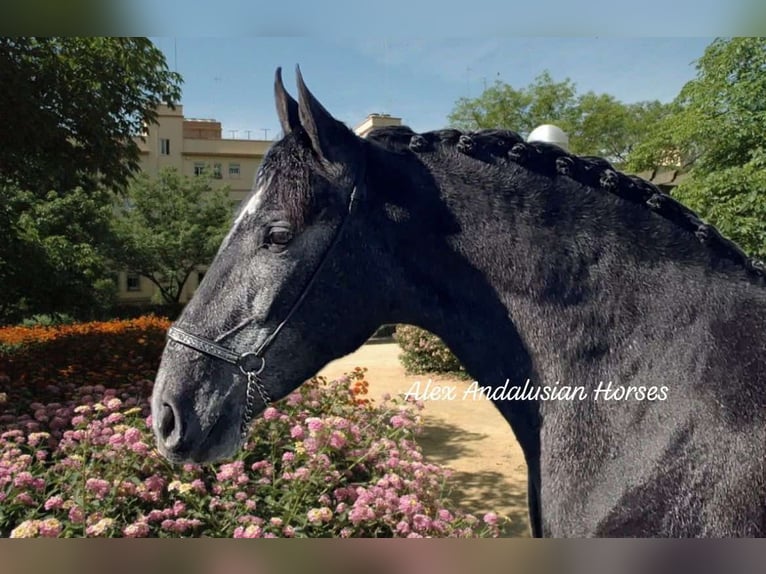 PRE Mestizo Caballo castrado 3 años 164 cm Tordo in Sevilla