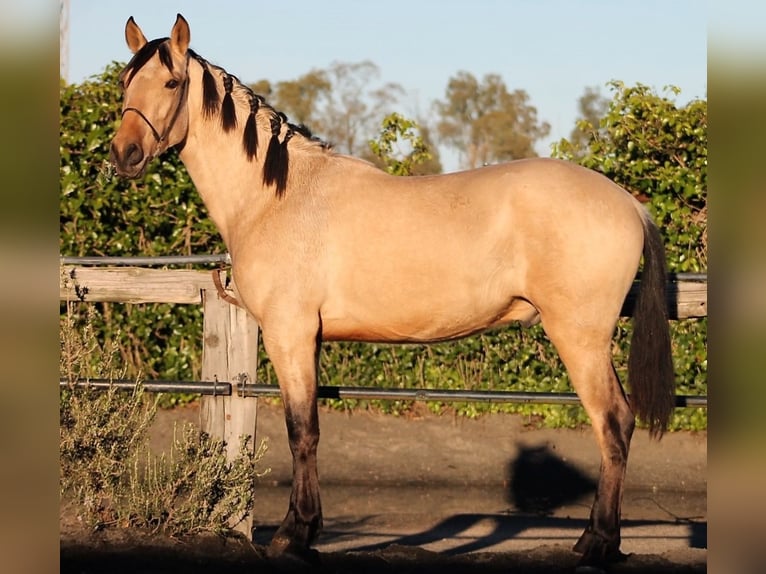 PRE Caballo castrado 3 años 165 cm Buckskin/Bayo in Galaroza (Huelva)