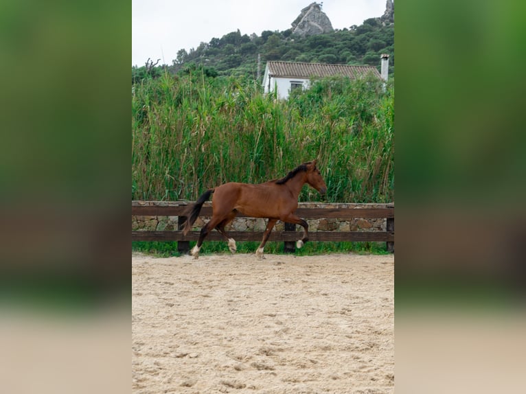 PRE Caballo castrado 3 años 165 cm Castaño in TARIFA