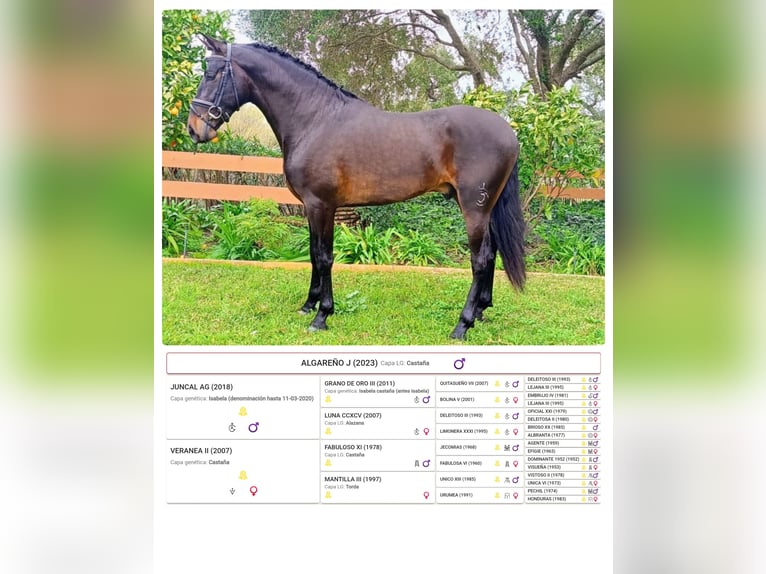 PRE Mestizo Caballo castrado 3 años 165 cm Castaño oscuro in Los Barrios