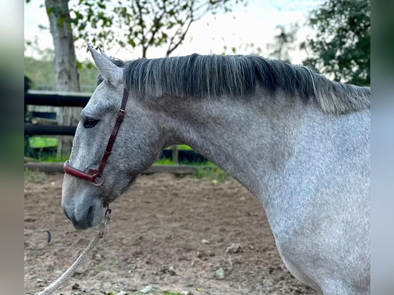 PRE Caballo castrado 3 años 165 cm Tordo in BAS EN BASSET