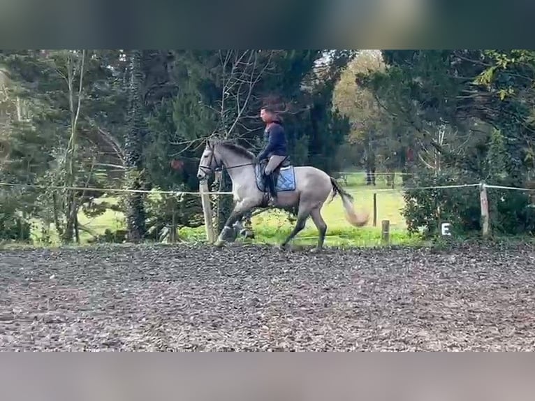 PRE Caballo castrado 3 años 165 cm Tordo in BAS EN BASSET