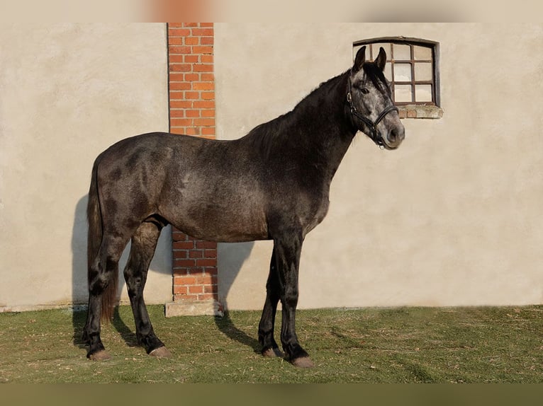 PRE Caballo castrado 3 años 166 cm Tordillo negro in Kollow